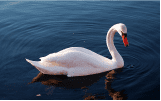 Incubadoras de cisnes