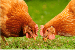Incubadoras de gallinas