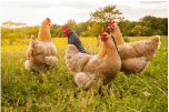 Incubadoras de gallos