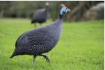 Incubadoras de guinea