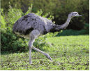 Incubadoras de nandu