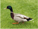 Incubadoras de patos