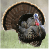Incubadoras de pavo