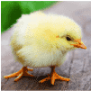 Incubadoras de pollos