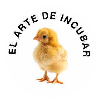 el arte de incubar incubadora de aves cordoba