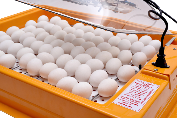 Incubadora de aves de 96 huevos